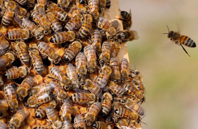 Enjambre de abejas mata a madre e hija en Carabobo