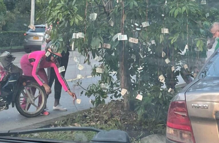 Un árbol apareció repleto de billetes en Colombia