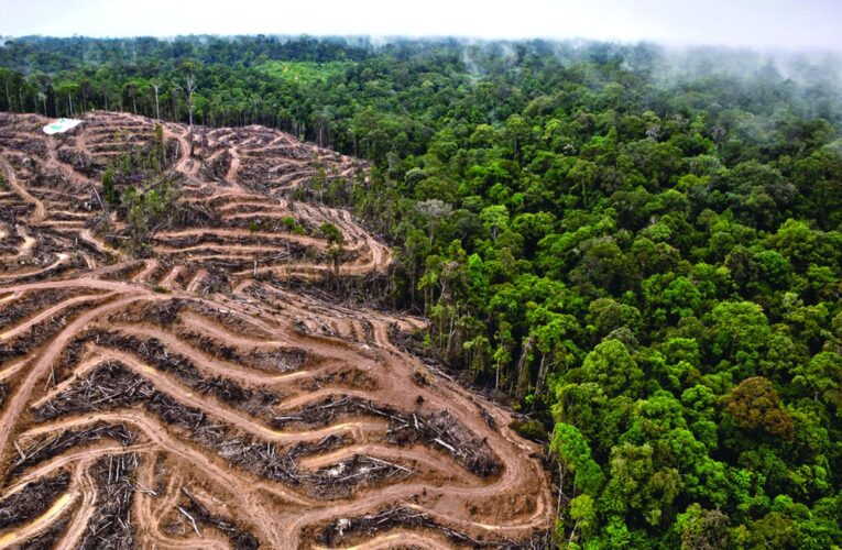 Denuncian a Bolsonaro ante la CPI por deforestación del Amazonas