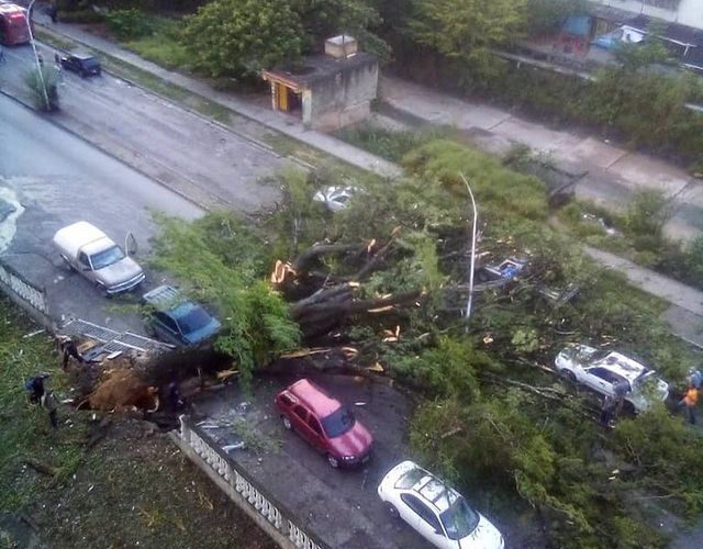 Un árbol cayó sobre un carro que hacía la cola para echar gasolina y mató a un hombre