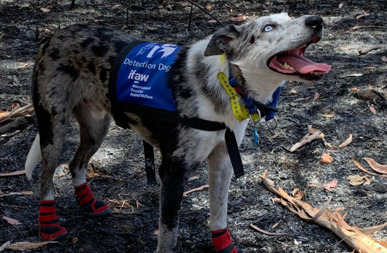 Condecoran a perro australiano por rescatar más de 100 koalas