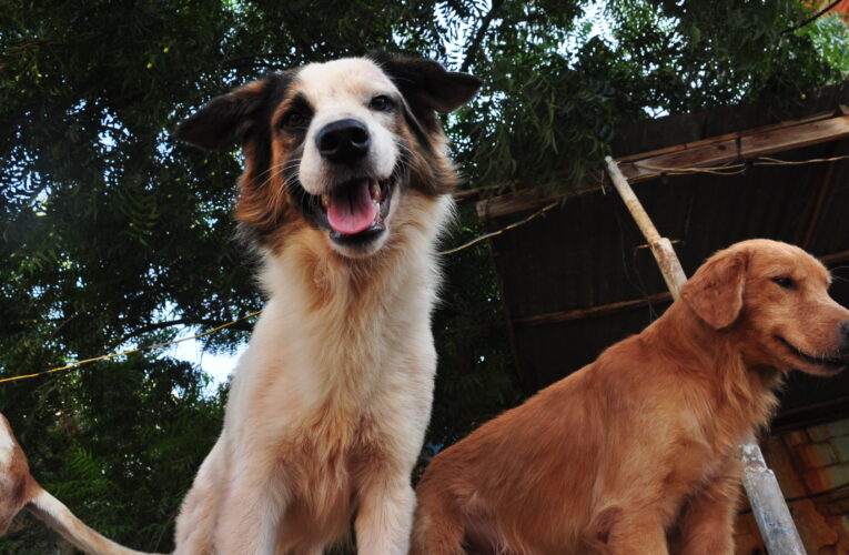 Huellas Quiamodoro: Protección y amor por montón para los amigos de cuatro patas