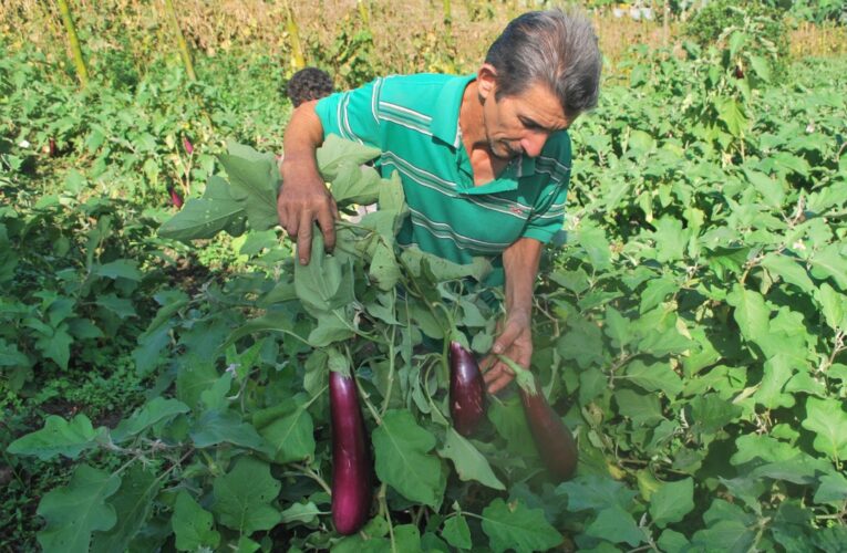 Bartolo Gil: Cultivamos el campo con gran sacrificio