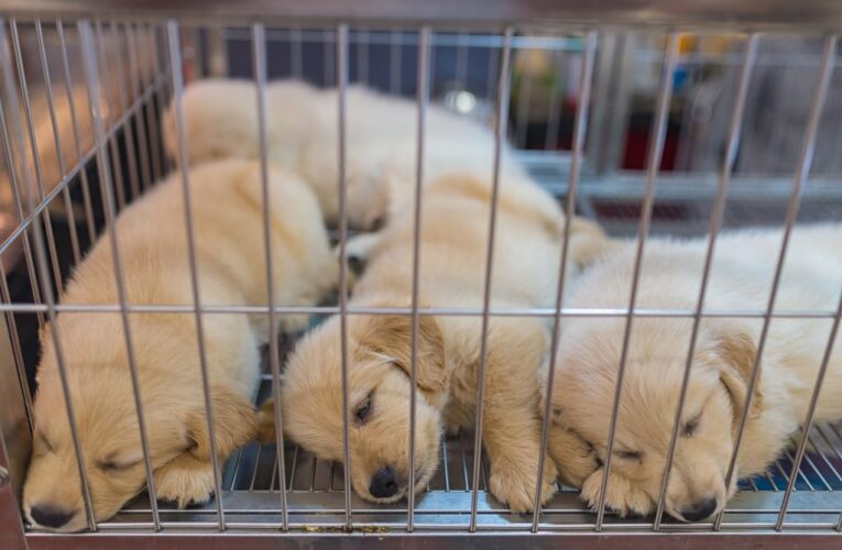 Francia prohíbe la venta de perros y gatos en tiendas de animales