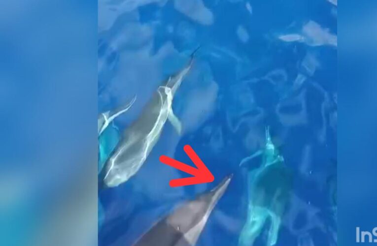 ¡Inédito! Confirman presencia de delfines climene en aguas venezolanas