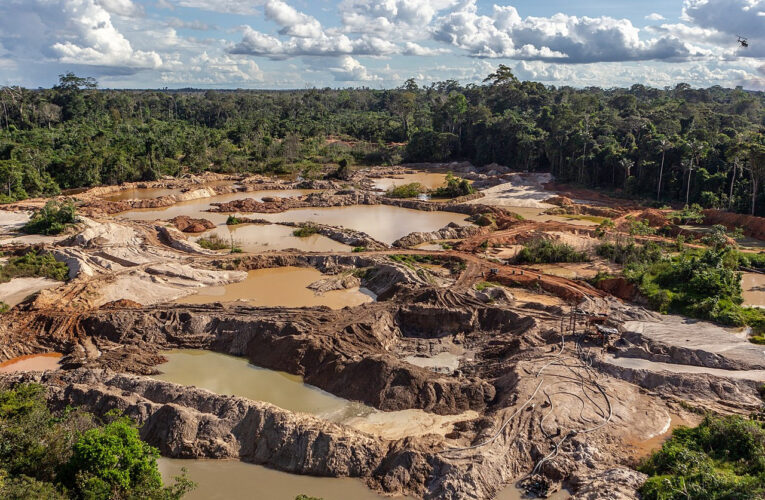 Bosques de la Amazonia venezolana se han reducido 28% en 4 años