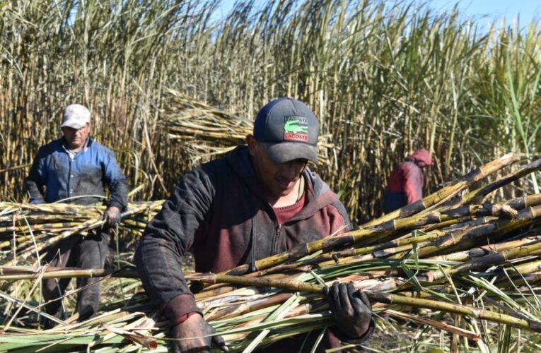 Fesoca estima un aumento de 30% para la zafra 2021-2022