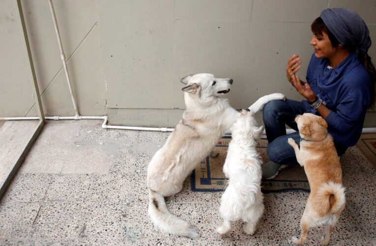 Irán estudia prohibir tener perros y gatos