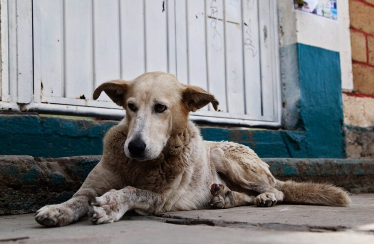 Crean oficina para denunciar maltrato animal en el Cicpc La Guaira