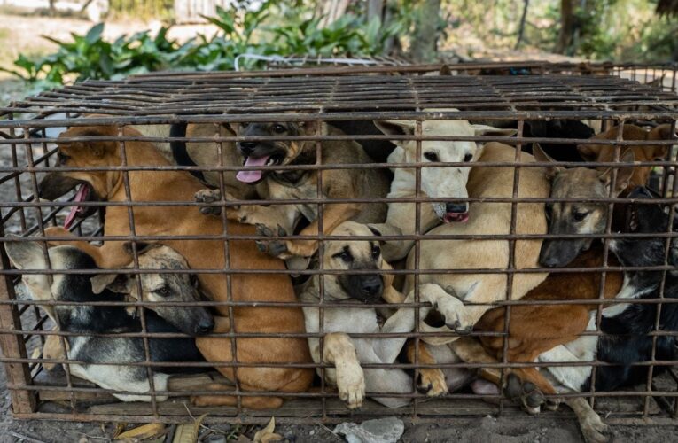 Destruyen 2 mataderos donde se producía carne de perro en China