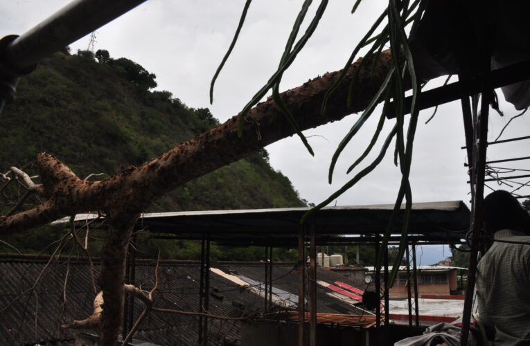 Árbol cayó y destrozó el techo de una vivienda en Piedra Azul