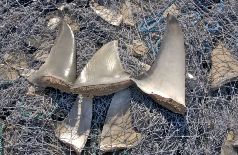3 imputados por contrabando de aletas de tiburón en Mare