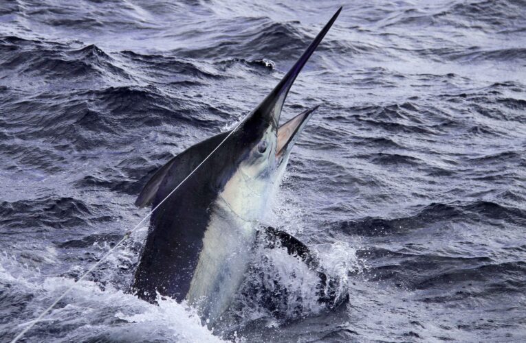 Condenan proyecto de pesca de pez espada y especies de pico