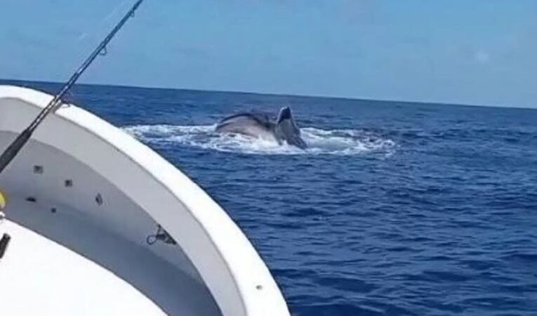 Avistaron un tiburón ballena en Caraballeda