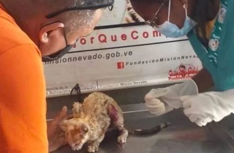 A Fiscalía adolescentes por maltratar a un gatico en Algarín