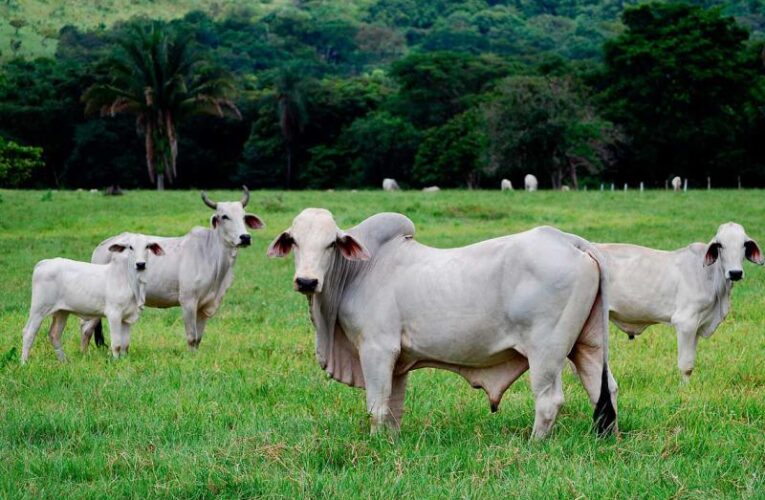 Reportan brote de tuberculosis en vacas en Apure