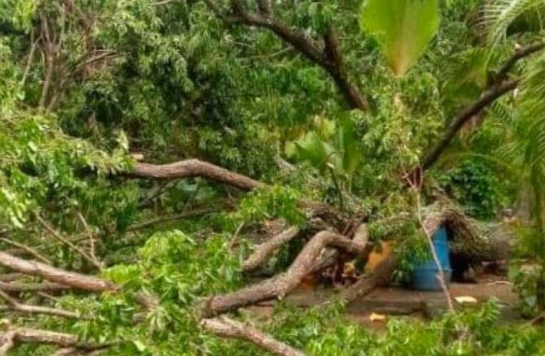 Caída de árbol afectó vivienda en Osma