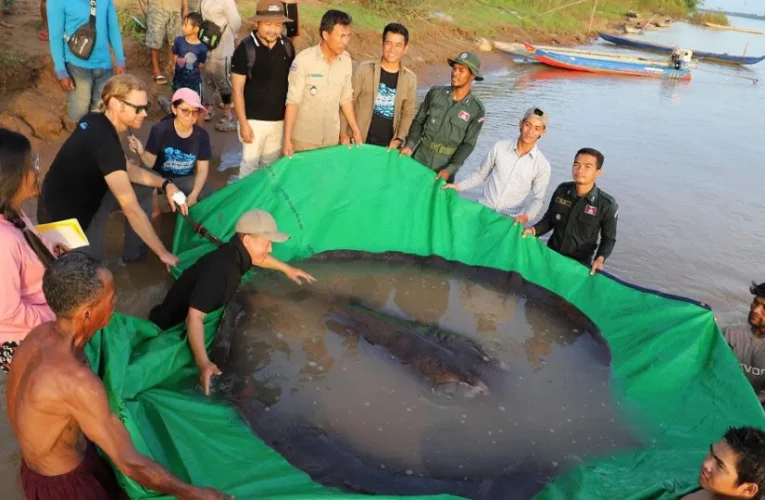 Hallan en Camboya pez de agua dulce más grande del mundo