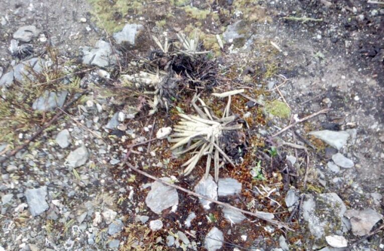 4 detenidos por causar daños ambientales al pico El Águila