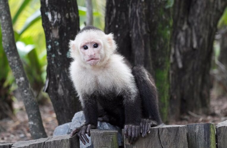 Rescatan a mono capuchino en Caraballeda