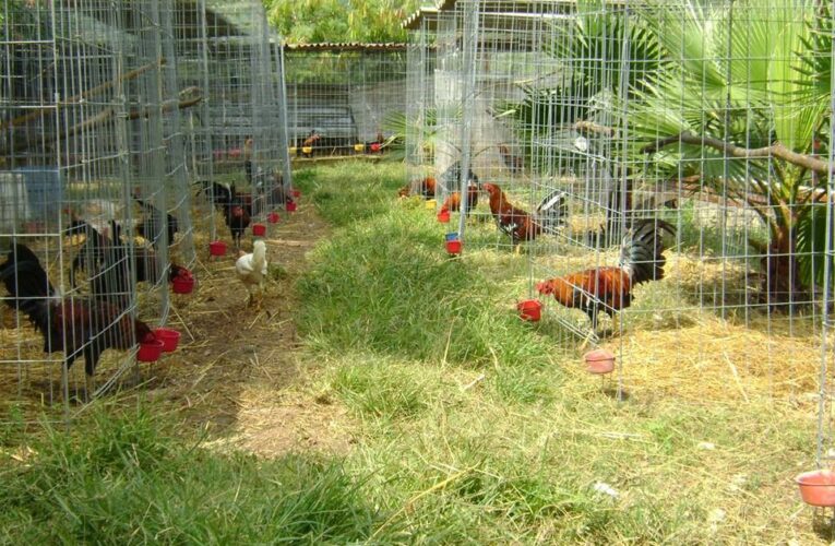 Criadero de gallinas y gallos acabó con la paz vecinal en Tanaguarena