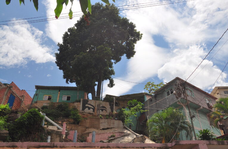 Enorme árbol puede causar una tragedia si cae sobre 4 casas en Los Cardones