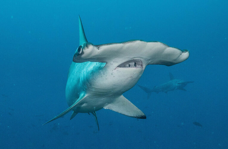 Avistan a tiburón martillo en costas de La Guaira
