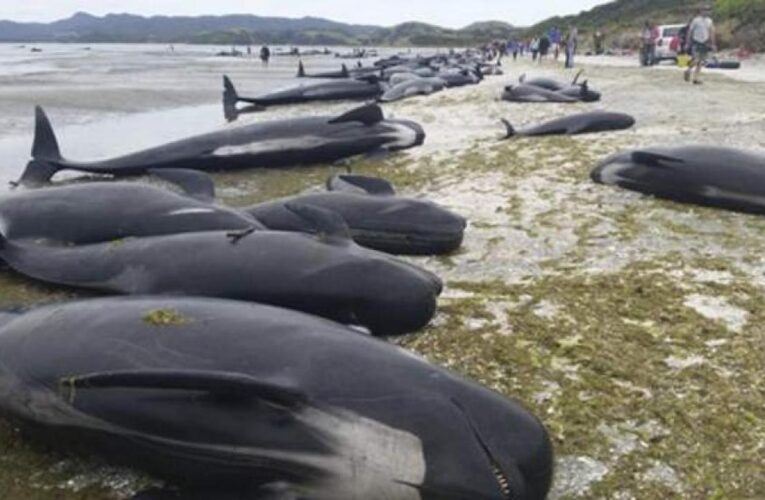 Mueren unas 240 ballenas en Nueva Zelanda