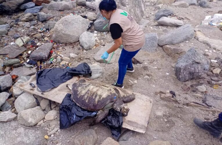 Hallan tortuga marina muerta en playa de Tanaguarena