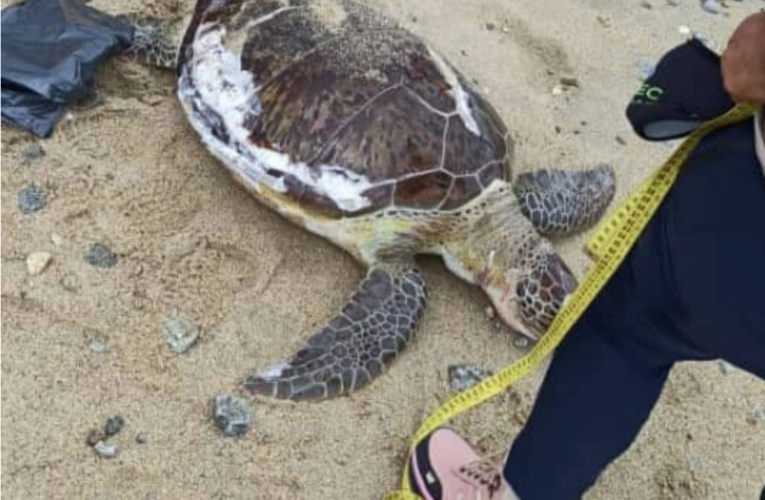 Hallan tortuga carey muerta en playa de Macuto