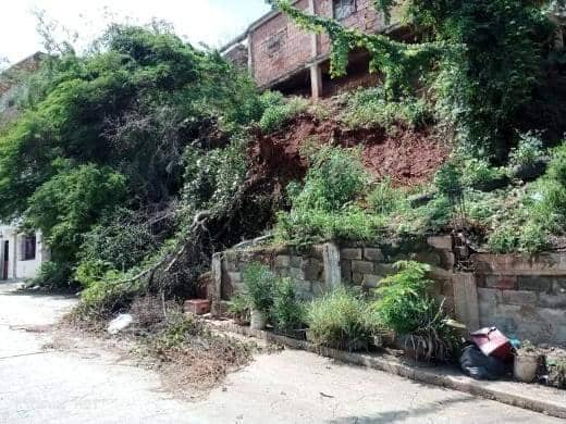 Cae árbol en Zamora e impide el paso a niños del Senifa