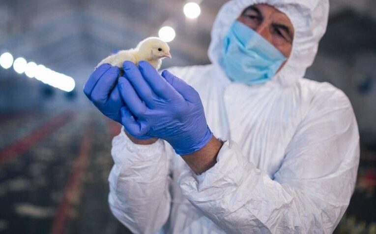España registra primer caso de gripe aviar en humanos