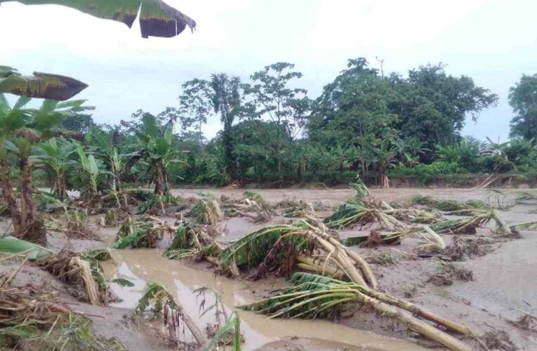 Fedeagro: Fuertes lluvias causaron estragos en los cultivos