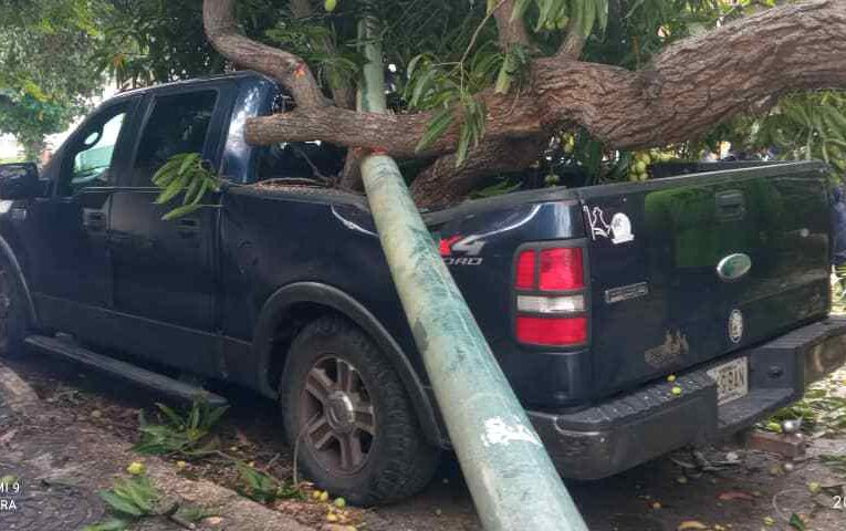 Un árbol y un poste cayeron sobre 2 vehículos en Macuto