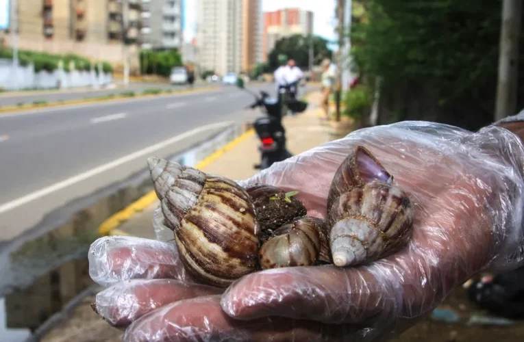 Venezuela registra alta proliferación de caracoles africanos