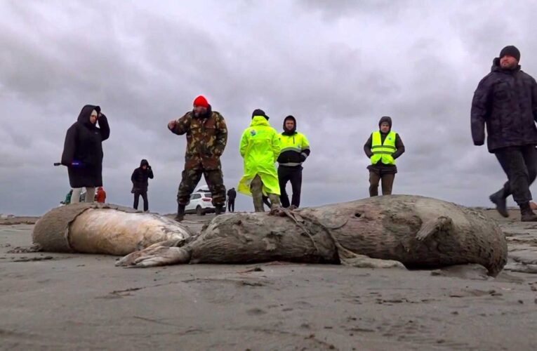Encuentran 2.500 focas muertas en el mar Caspio