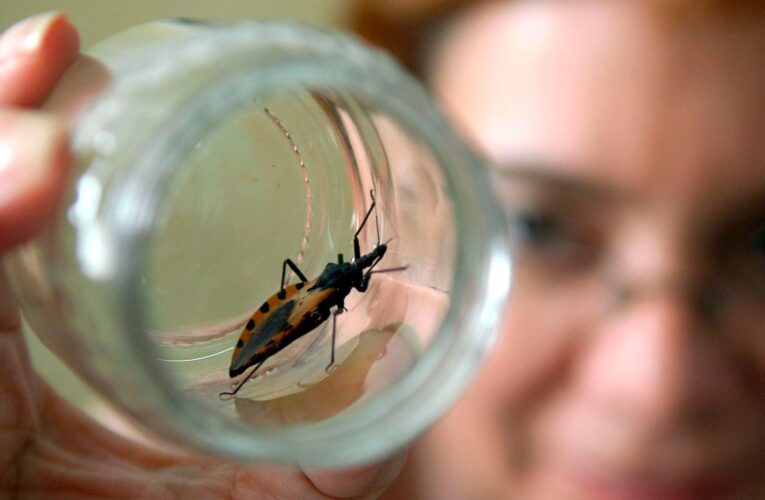Desarrollan nueva vacuna contra Mal de Chagas