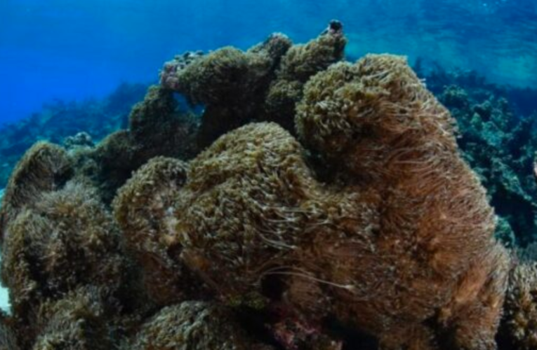 Afectadas zonas pesqueras en Mochima por coral invasor