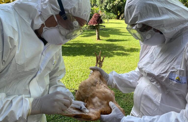 OMS advierte sobre posible pandemia por gripe aviar