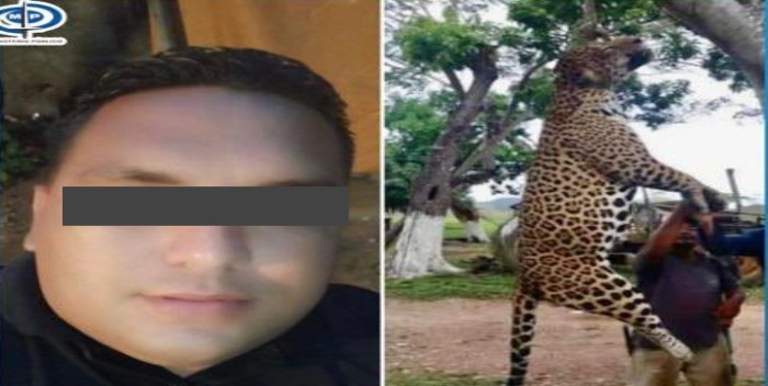 Ministerio Público imputará a sujeto que asesinó a un jaguar en Monagas