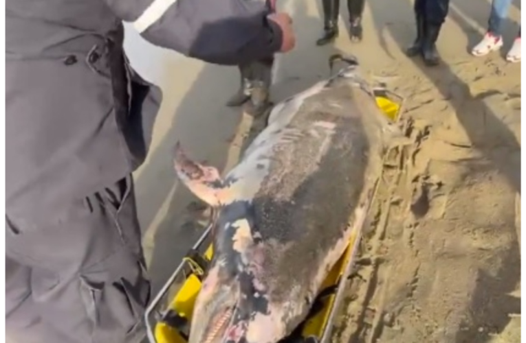 Hallan delfín muerto en La Zorra