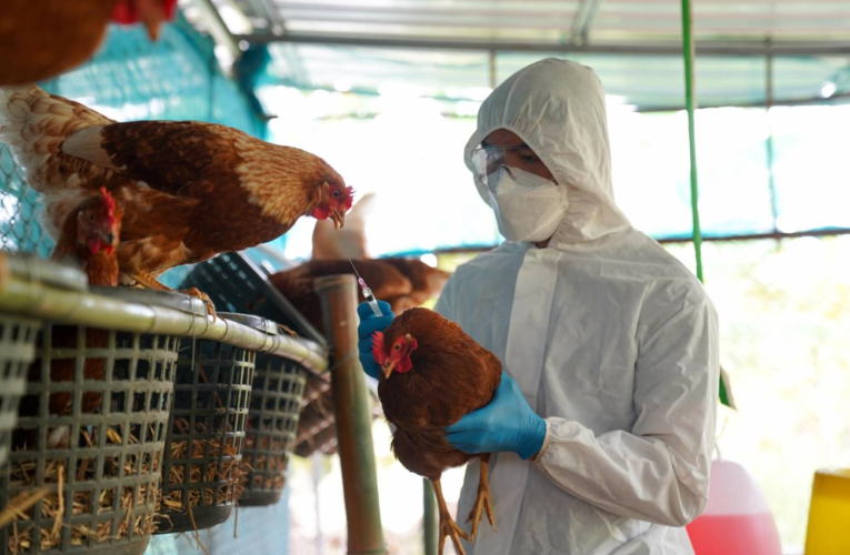 OMS confirmó la primera muerte por gripe aviar H3N8 en China