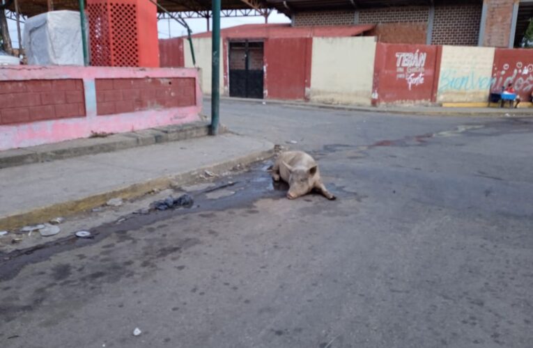 Cochinos deambulan por calles de Barrio Aeropuerto