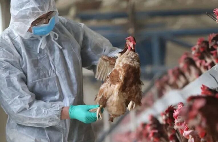 Chile confirma el primer caso de gripe aviar en humano