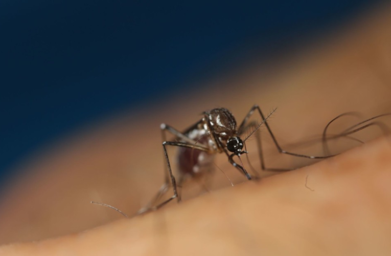 Dengue y chikungunya, las amenazas sanitarias en Sudamérica