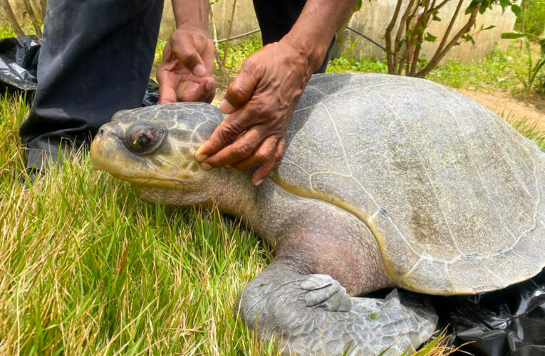 Encuentran muerta una tortuga lora en Camurí Chico