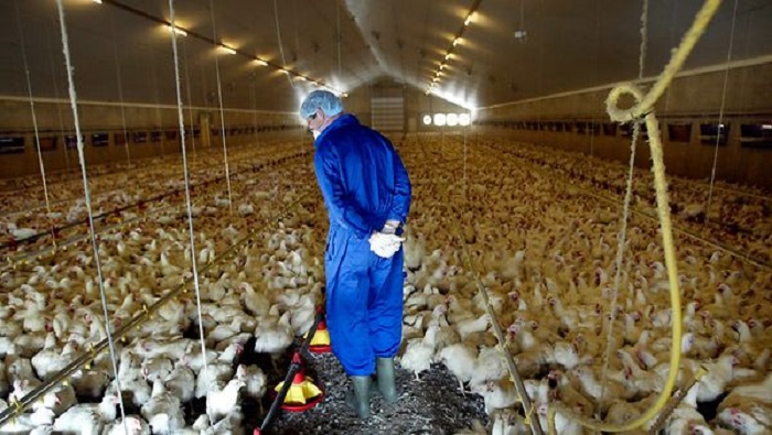 Francia alerta de un rebrote de la gripe aviar