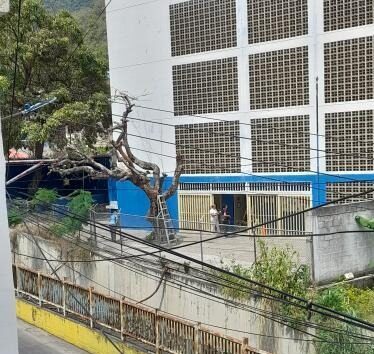 Cortan árbol en la escuela Rafael Vegas sin supervisión