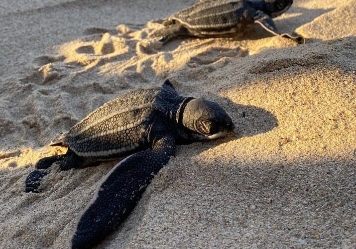 Liberan tortugas en playa El Agua, isla de Margarita