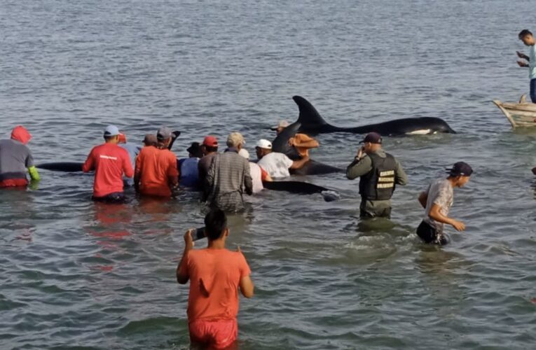 Pescadores liberaron a 7 ballenas orca varadas en Sucre